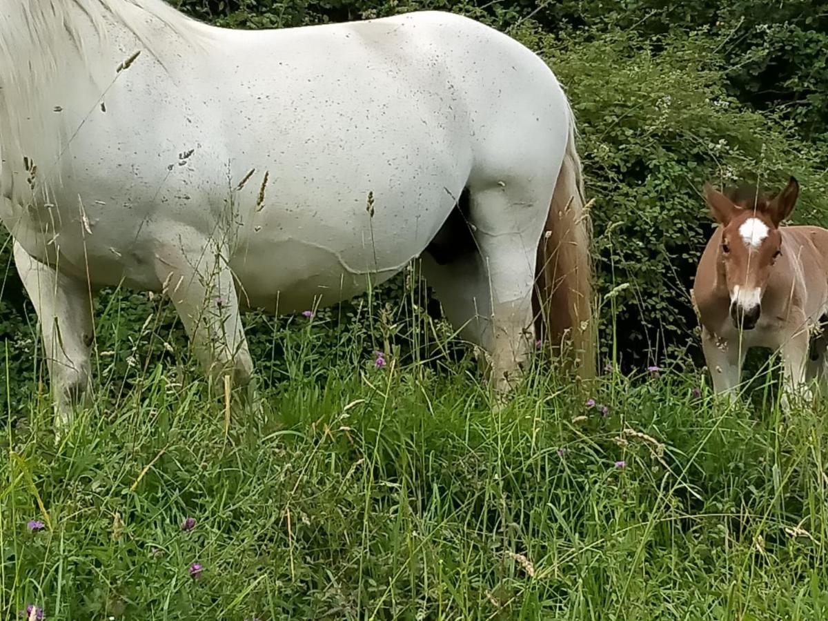 A El Casal Lägenhet Illas Exteriör bild
